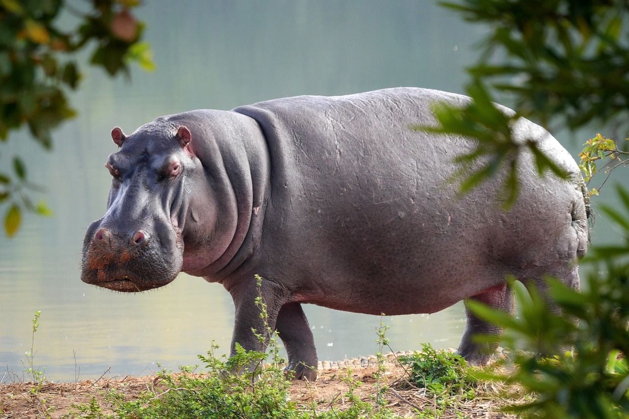 Facts About Hippopotamus in Hindi 1