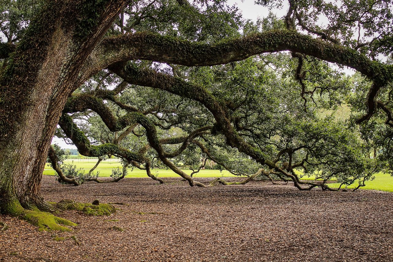 Oak Tree in Hindi 1