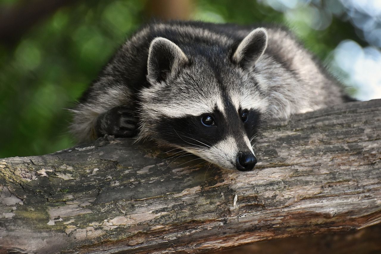 Raccoon Animal in Hindi 1