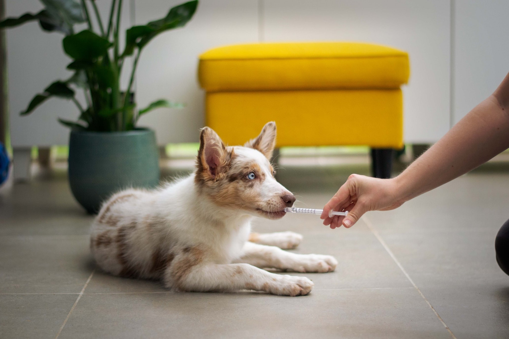 Cerenia for Dogs 101 What It Is and Is It Safe